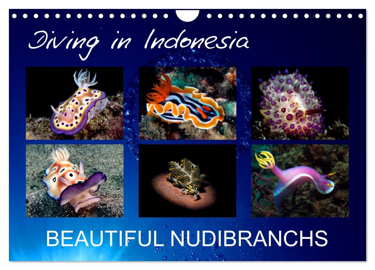 Diving in Indonesia - BEAUTIFUL NUDIBRANCHS (Wall Calendar 2026 DIN A4 landscape), CALVENDO 12 Month Wall Calendar: Beautiful nudibranchs from my dives in Indonesia Natural Sciences