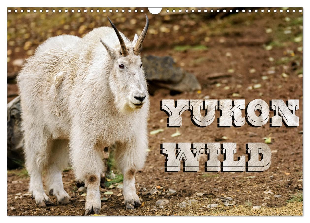 Yukon Wild (Wall Calendar 2026 DIN A3 landscape), CALVENDO 12 Month Wall Calendar: The legendary twelve wild animals of the Yukon, Canada photographed in action. Natural Sciences