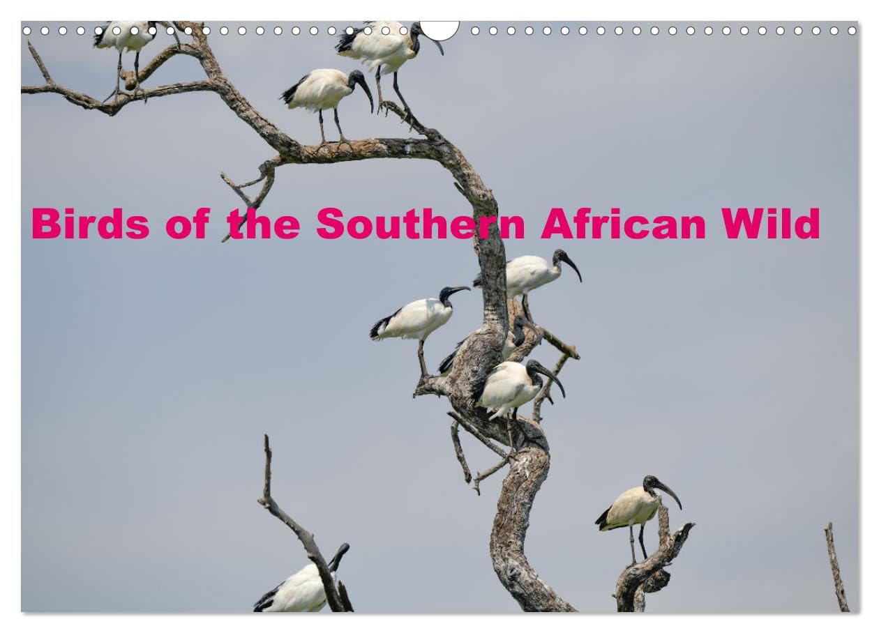 Birds of the Southern African Wild (Wall Calendar 2026 DIN A3 landscape), CALVENDO 12 Month Wall Calendar: A collection of various birds of southern Africa in their natural environment Photography