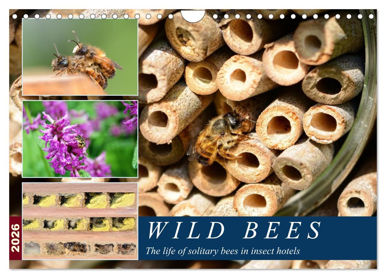 Wild bees - The life of solitary bees in insect hotels (Wall Calendar 2026 DIN A4 landscape), CALVENDO 12 Month Wall Calendar: A year at the wild bee hotel Social Sciences