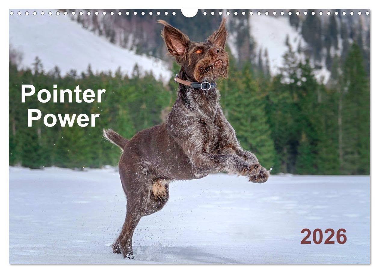 Pointer Power (Wall Calendar 2026 DIN A3 landscape), CALVENDO 12 Month Wall Calendar: German wire-haired Pointer rocking all seasons in pure nature settings Natural Sciences