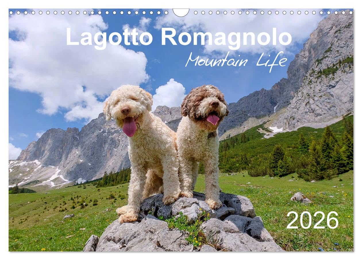 Lagotto Romagnolo Mountain Life (Wall Calendar 2026 DIN A3 landscape), CALVENDO 12 Month Wall Calendar: Italian truffle dogs enjoying the Alps in all seasons Natural Sciences