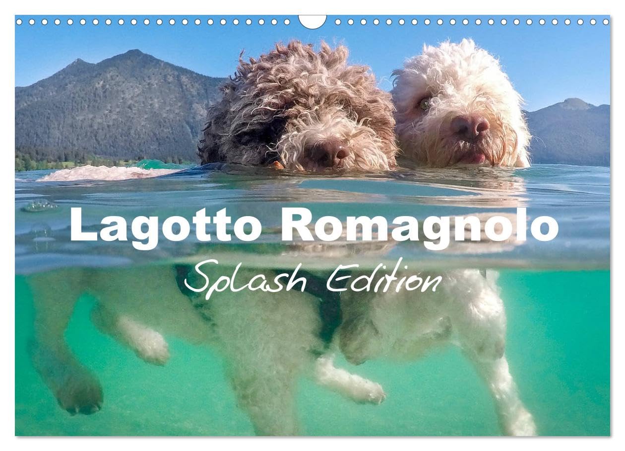 Lagotto Romagnolo Splash Edition (Wall Calendar 2026 DIN A3 landscape), CALVENDO 12 Month Wall Calendar: Unique impressions of the Lagotto Romagnolo, a breed that adores water Natural Sciences