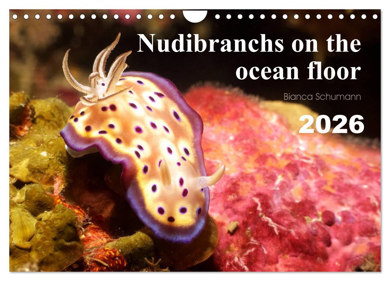 Nudibranchs on the ocean floor (Wall Calendar 2026 DIN A4 landscape), CALVENDO 12 Month Wall Calendar: There are many different nudibranchs in tropical seas. Leisure, Home & Garden