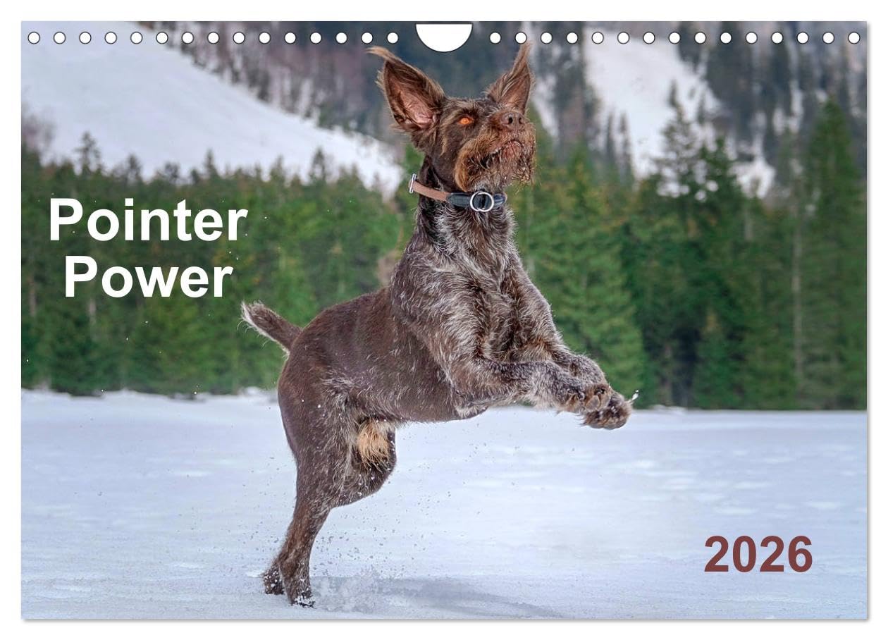 Pointer Power (Wall Calendar 2026 DIN A4 landscape), CALVENDO 12 Month Wall Calendar: German wire-haired Pointer rocking all seasons in pure nature settings Natural Sciences