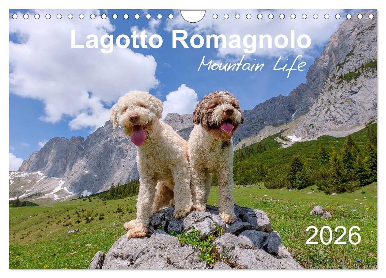 Lagotto Romagnolo Mountain Life (Wall Calendar 2026 DIN A4 landscape), CALVENDO 12 Month Wall Calendar: Italian truffle dogs enjoying the Alps in all seasons Natural Sciences