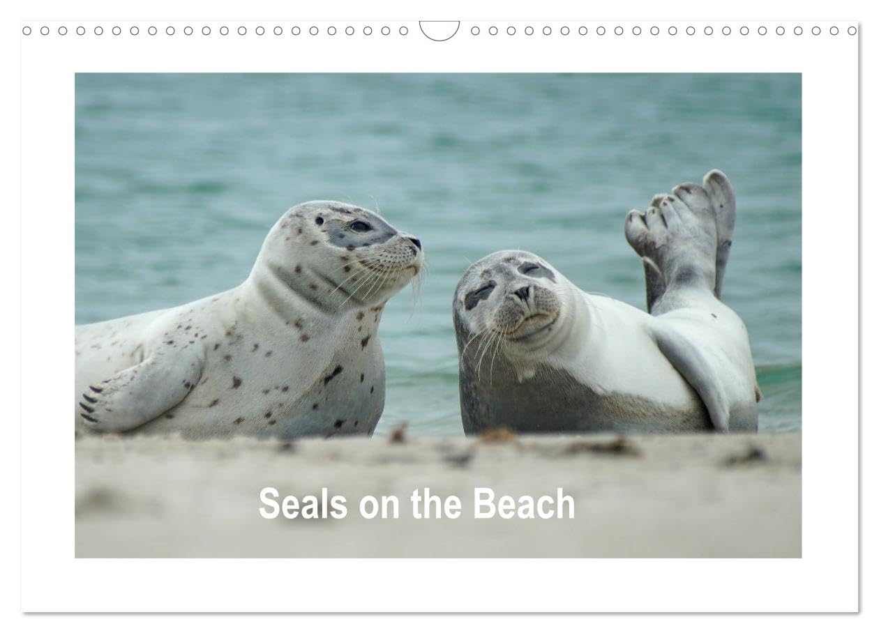 Seals on the Beach (Wall Calendar 2026 DIN A3 landscape), CALVENDO 12 Month Wall Calendar: Seals on the beach of the North Sea on Heligoland Business & Technology