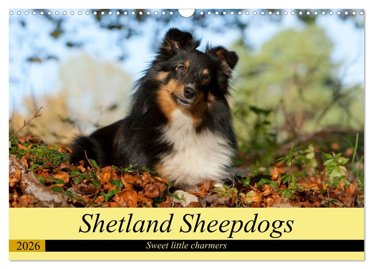 Shetland Sheepdogs - Sweet little charmers (Wall Calendar 2026 DIN A3 landscape), CALVENDO 12 Month Wall Calendar: Shetland Sheepdogs are sweet little companions Natural Sciences