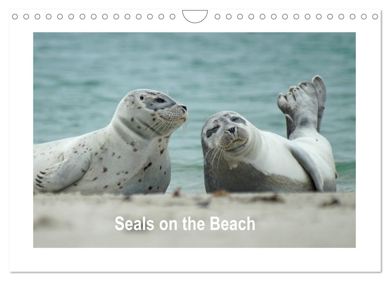 Seals on the Beach (Wall Calendar 2026 DIN A4 landscape), CALVENDO 12 Month Wall Calendar: Seals on the beach of the North Sea on Heligoland Business & Technology
