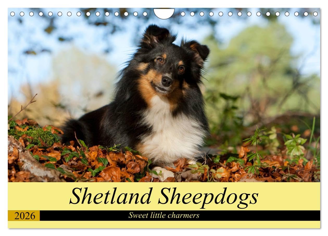 Shetland Sheepdogs - Sweet little charmers (Wall Calendar 2026 DIN A4 landscape), CALVENDO 12 Month Wall Calendar: Shetland Sheepdogs are sweet little companions Natural Sciences