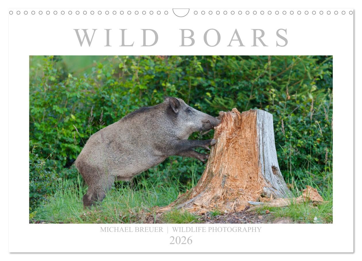 Wild Boars (Wall Calendar 2026 DIN A3 landscape), CALVENDO 12 Month Wall Calendar: An outstanding and memorable collection of wildlife pictures. Natural Sciences