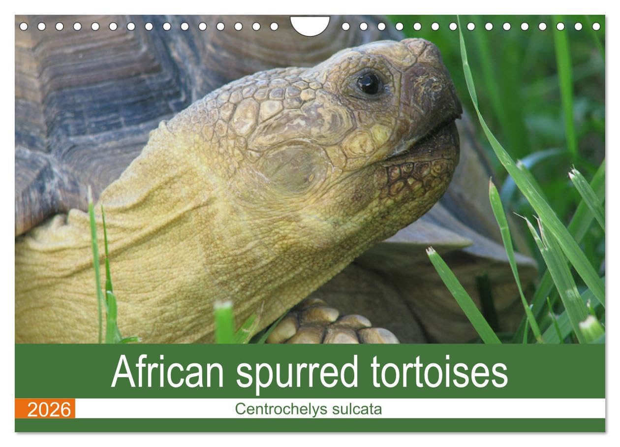 African spurred tortoises (Wall Calendar 2026 DIN A4 landscape), CALVENDO 12 Month Wall Calendar: Pictures of African spurred tortoises Social Sciences