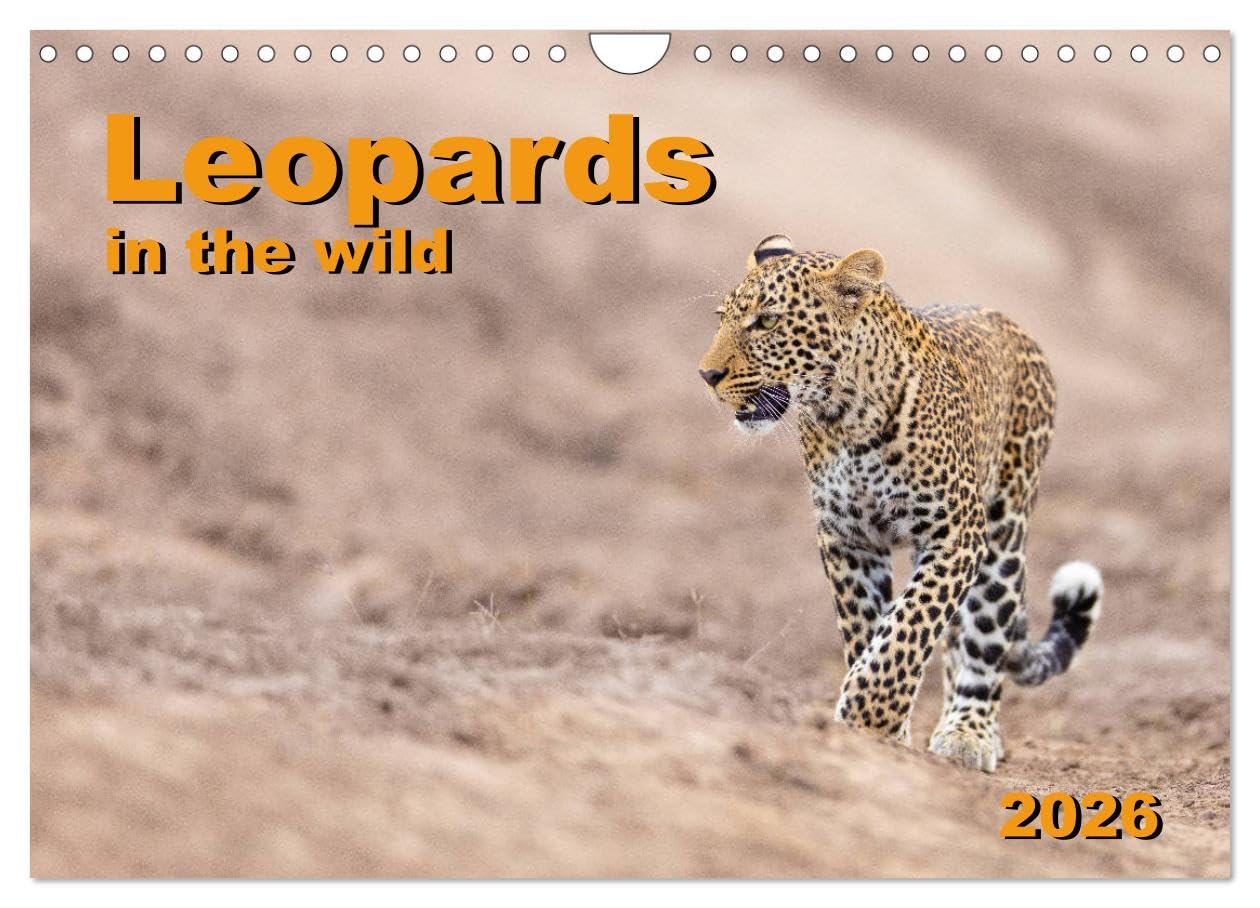 Leopards in the wild (Wall Calendar 2026 DIN A4 landscape), CALVENDO 12 Month Wall Calendar: Impressive leopard pictures from East Africa Natural Sciences