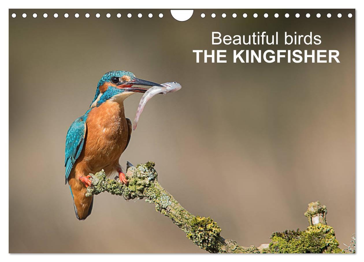 Beautiful birds THE KINGFISHER (Wall Calendar 2026 DIN A4 landscape), CALVENDO 12 Month Wall Calendar: Photographs of kingfishers Natural Sciences