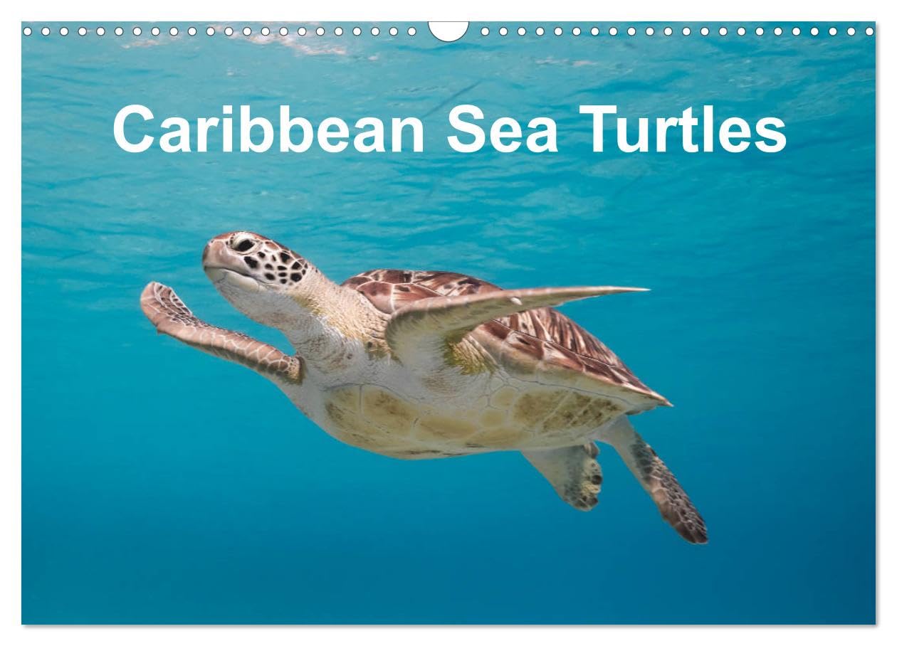 Caribbean Sea Turtles (Wall Calendar 2026 DIN A3 landscape), CALVENDO 12 Month Wall Calendar: Magical encounter with sea turtles! Natural Sciences
