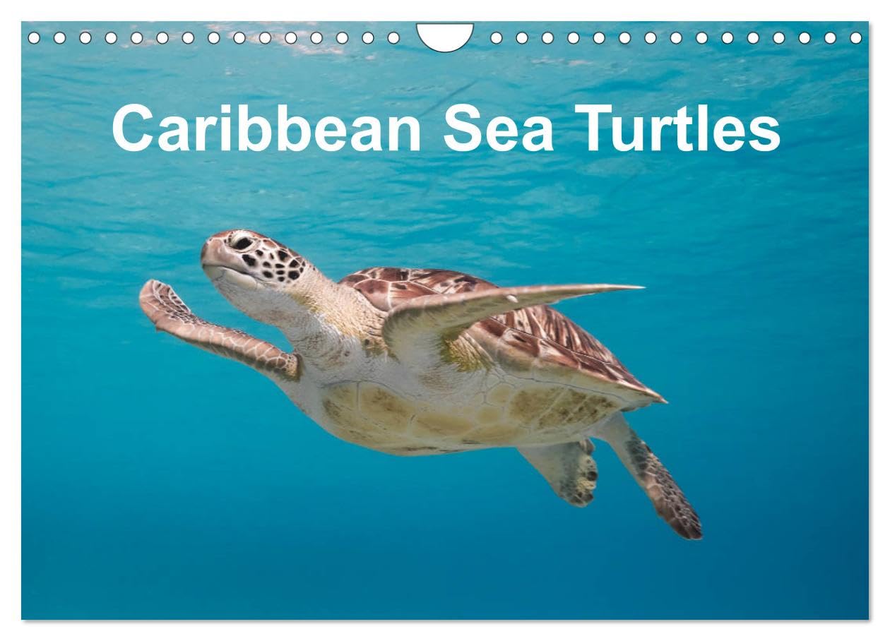 Caribbean Sea Turtles (Wall Calendar 2026 DIN A4 landscape), CALVENDO 12 Month Wall Calendar: Magical encounter with sea turtles! Natural Sciences