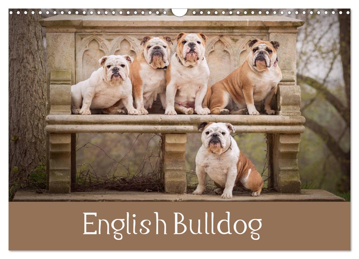 English Bulldog (Wall Calendar 2026 DIN A3 landscape), CALVENDO 12 Month Wall Calendar: Dogs to fall in love Natural Sciences