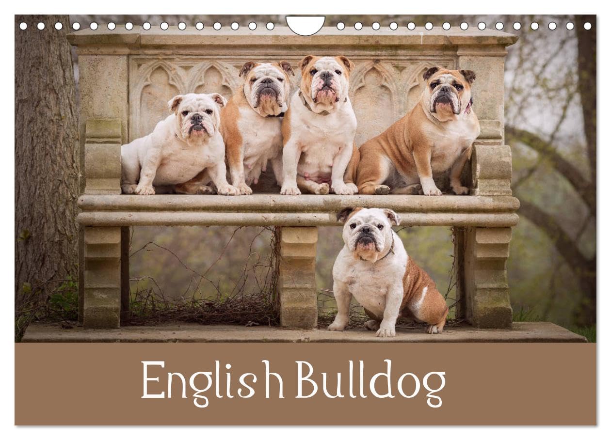 English Bulldog (Wall Calendar 2026 DIN A4 landscape), CALVENDO 12 Month Wall Calendar: Dogs to fall in love Natural Sciences