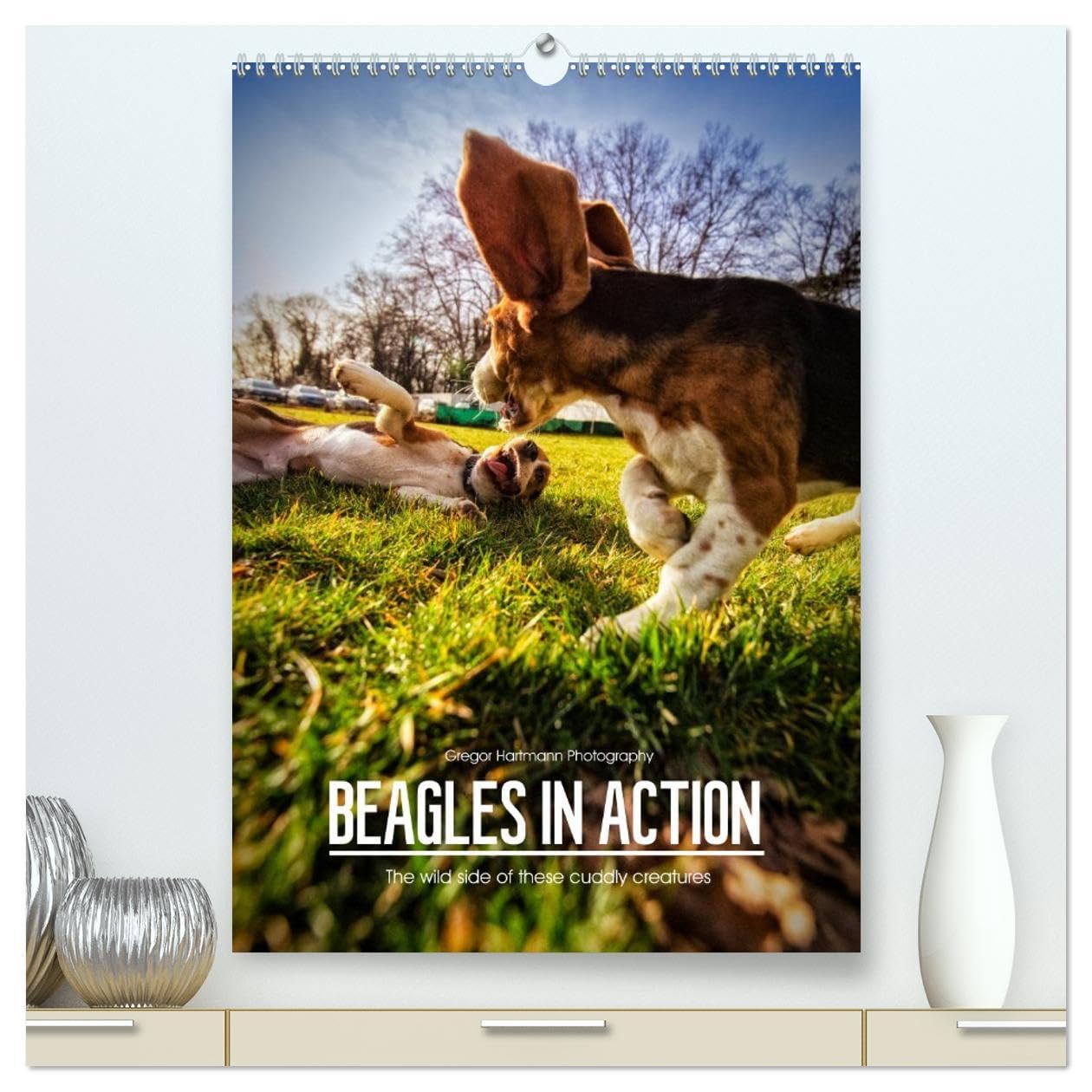 Beagles in action (High Quality Premium Wall Calendar 2026 DIN A2 portrait),CALVENDO 12 Month Wall Calendar: The wild side of these cuddly creatures Natural Sciences
