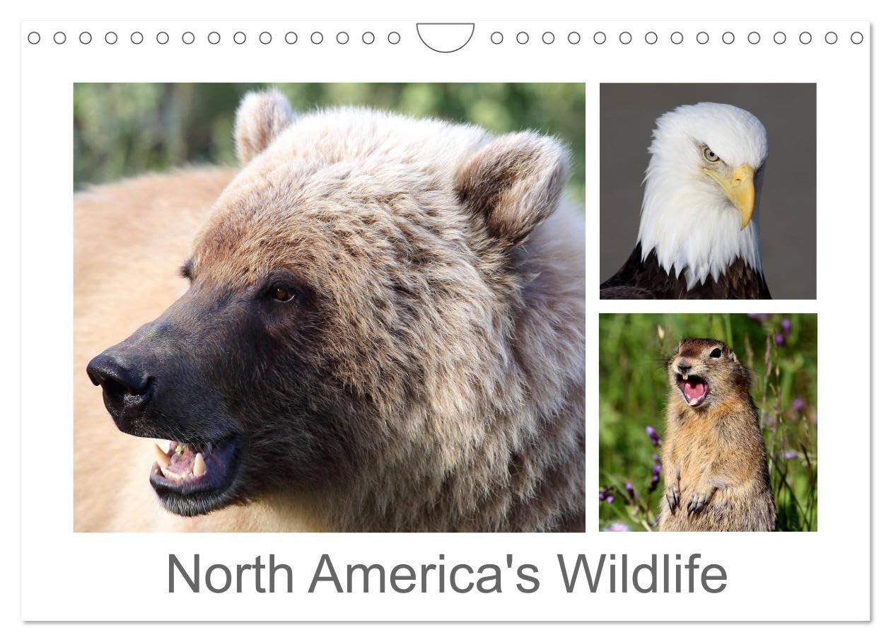 North America's Wildlife (Wall Calendar 2026 DIN A4 landscape), CALVENDO 12 Month Wall Calendar: Variety of wildlife in North America Natural Sciences