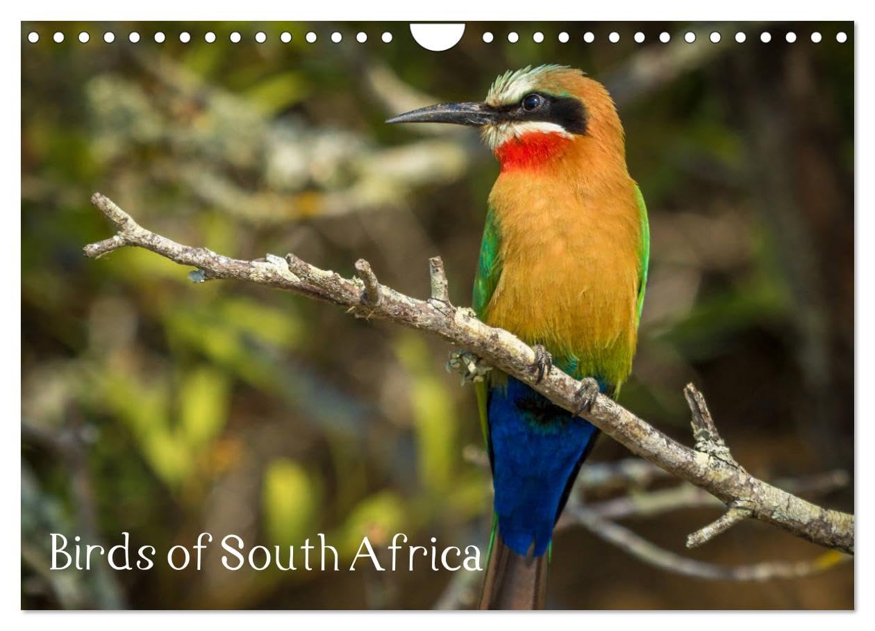 Birds of South Africa (Wall Calendar 2026 DIN A4 landscape), CALVENDO 12 Month Wall Calendar: Variety of Birds from South Africa Natural Sciences