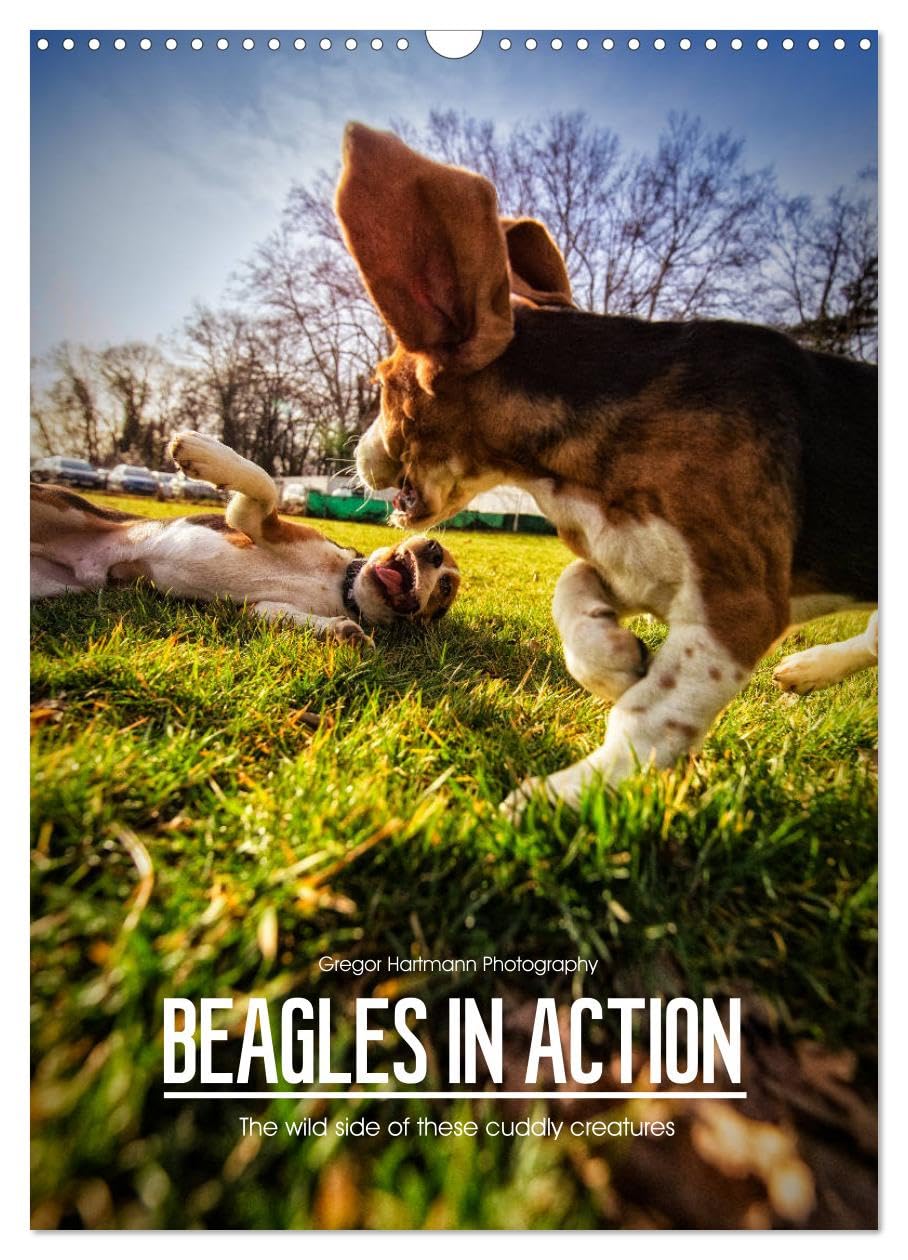 Beagles in action (Wall Calendar 2026 DIN A3 portrait), CALVENDO 12 Month Wall Calendar: The wild side of these cuddly creatures Natural Sciences