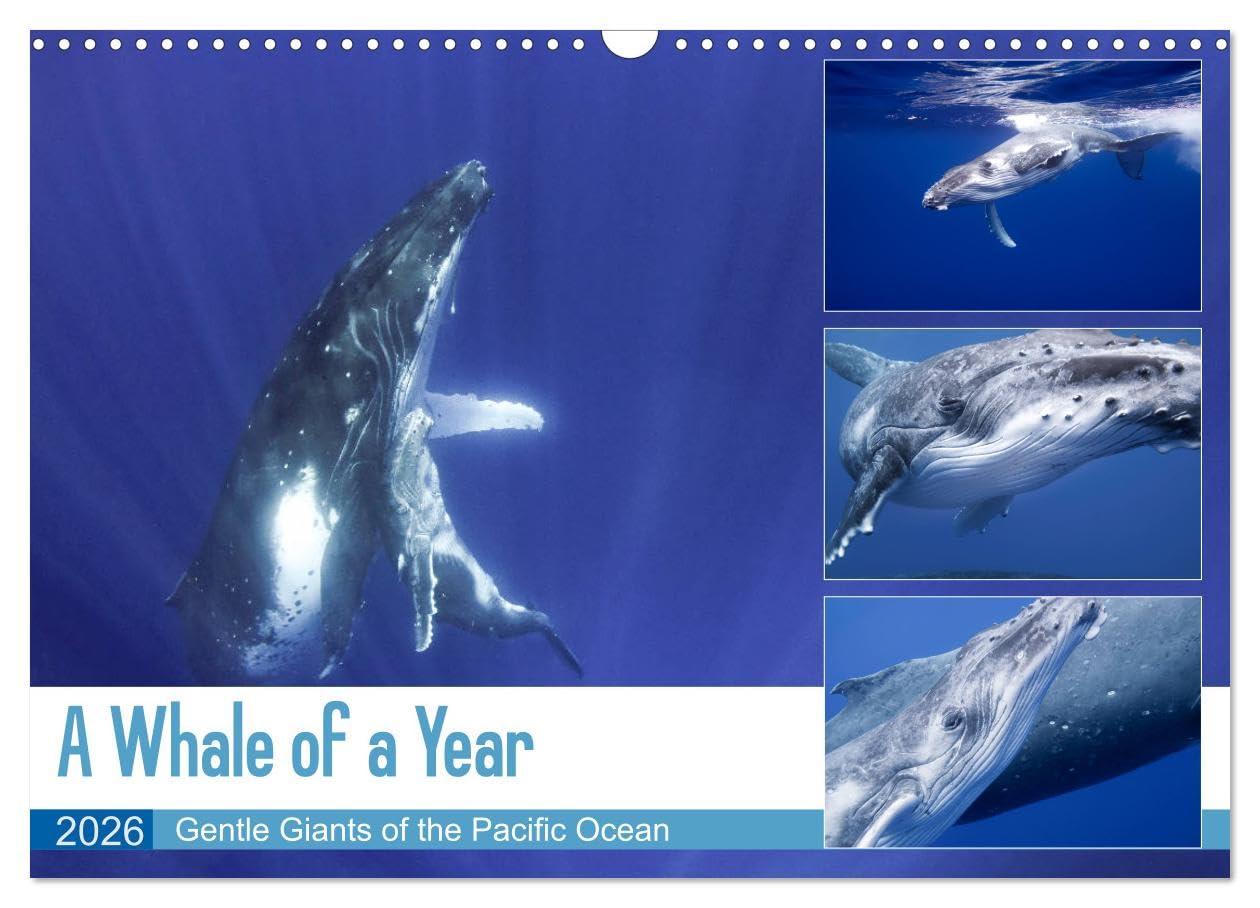 A Whale of a Year (Wall Calendar 2026 DIN A3 landscape), CALVENDO 12 Month Wall Calendar: Dive into the magnificent underwater world of the gracious humpback whales. Social Sciences