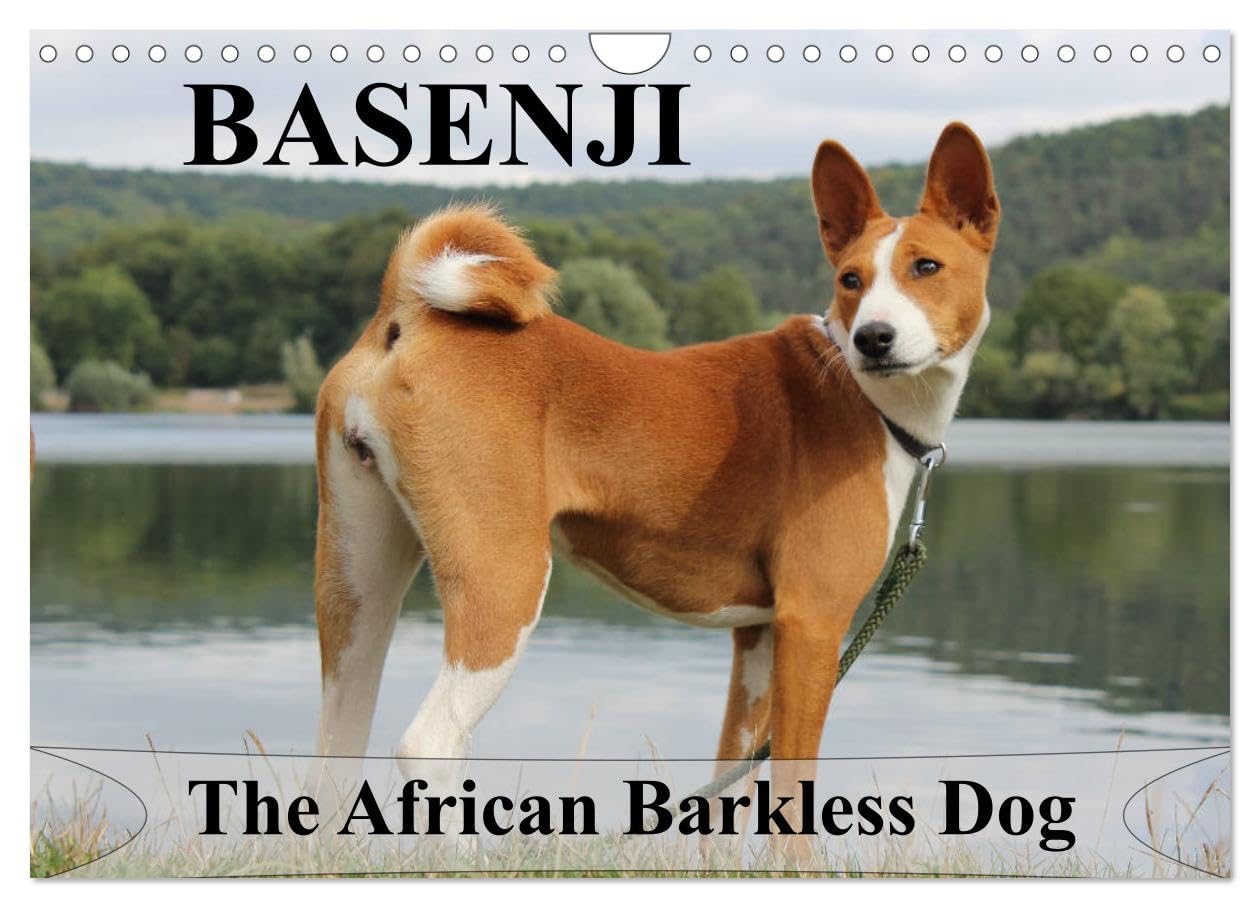 Basenji the African Barkless Dog (Wall Calendar 2026 DIN A4 landscape), CALVENDO 12 Month Wall Calendar: The Basenji is a dog breed coming from central Africa Natural Sciences