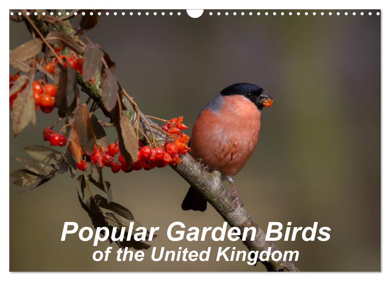 Popular garden birds of the united kingdom (Wall Calendar 2026 DIN A3 landscape), CALVENDO 12 Month Wall Calendar: Common birds found in your garden Natural Sciences