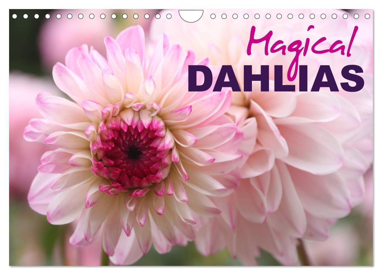 Magical Dahlias (Wall Calendar 2026 DIN A4 landscape), CALVENDO 12 Month Wall Calendar: Portraits of magical-looking dahlias Photography