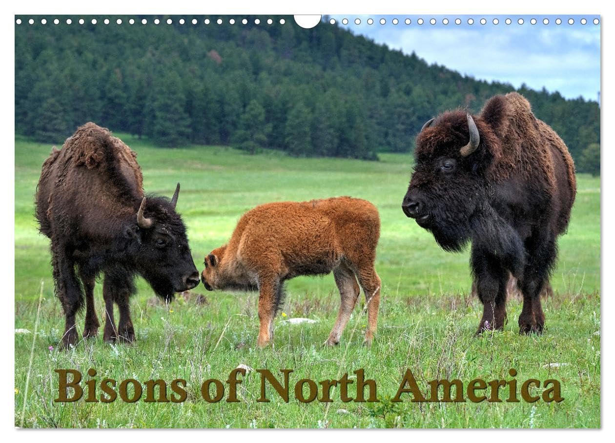 Bisons of North America (Wall Calendar 2026 DIN A3 landscape), CALVENDO 12 Month Wall Calendar: The Bison or Indian buffalo is the largest mammal on ... the plains and prairies of the American West. Natural Sciences