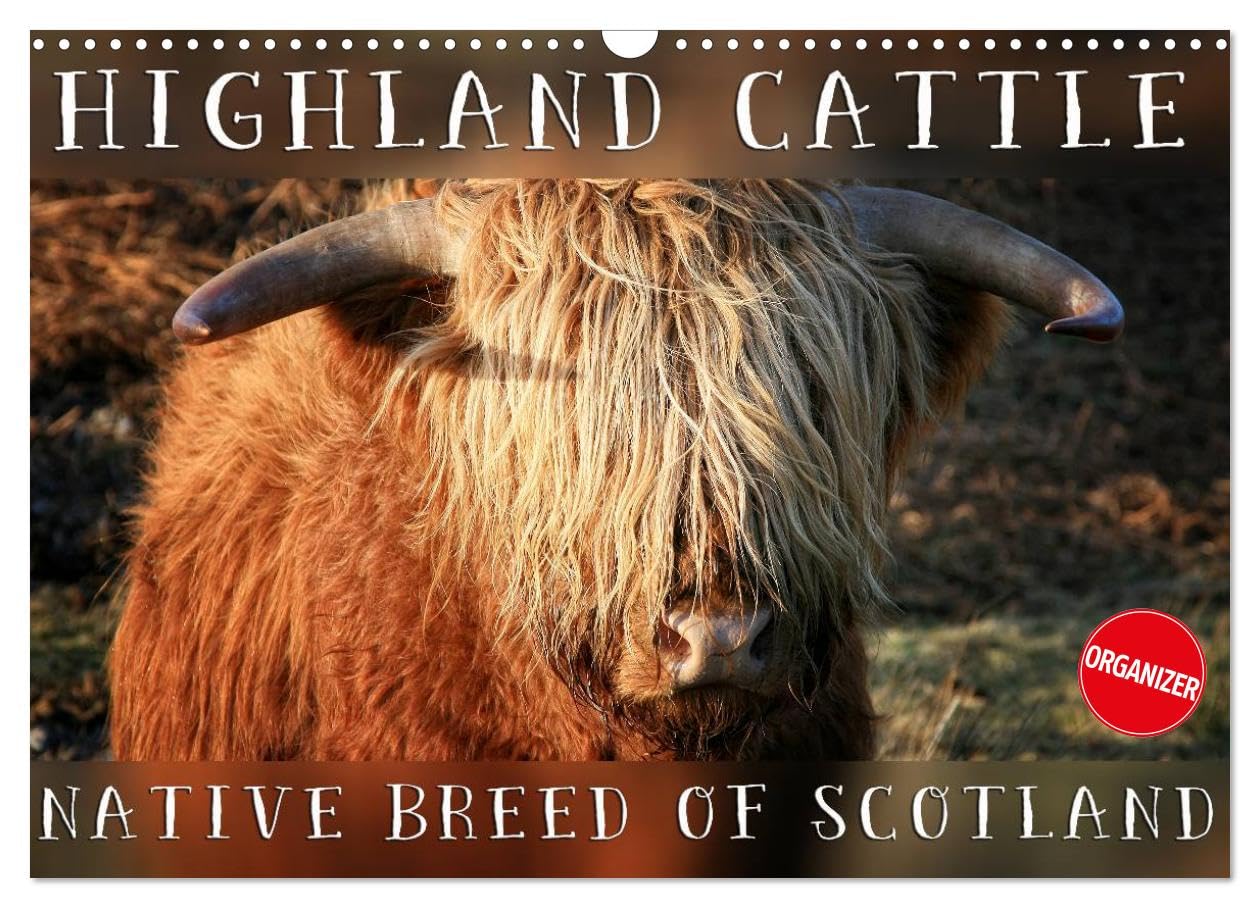 Highland Cattle - Native Breed of Scotland (Wall Calendar 2026 DIN A3 landscape), CALVENDO 12 Month Wall Calendar: Highland Cattle, the scottish cattle breed photographed in its own natural habitat. Natural Sciences