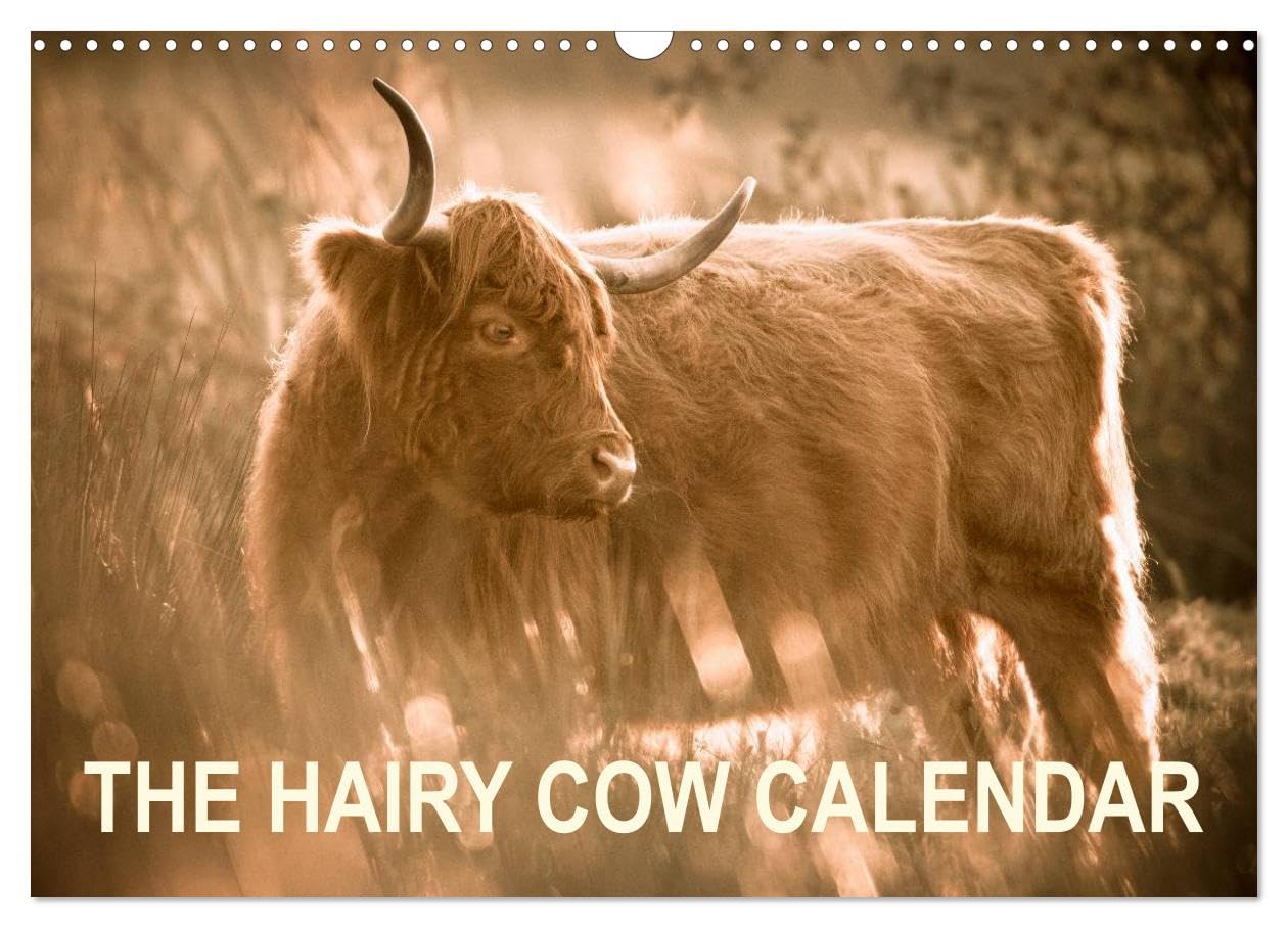The Hairy Cow Calendar (Wall Calendar 2026 DIN A3 landscape), CALVENDO 12 Month Wall Calendar: Evocative images of Highland Cattle on Norfolk grazing marshes Film, Art & Culture