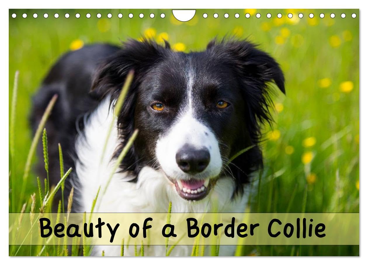 Beauty of a Border Collie (Wall Calendar 2026 DIN A4 landscape), CALVENDO 12 Month Wall Calendar: Portraits of a beautiful Border Collie dog in various outdoor locations Natural Sciences