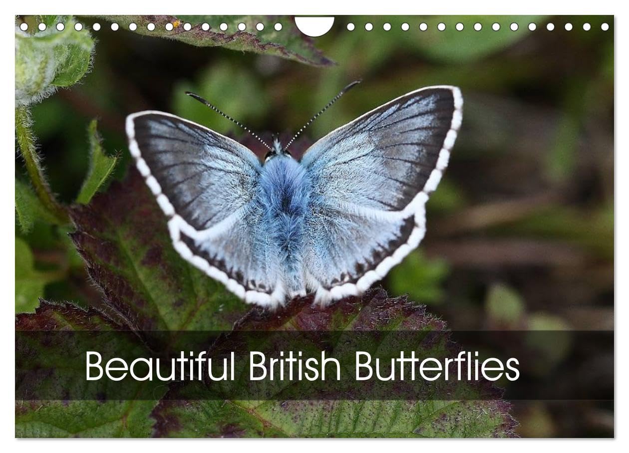 Beautiful British Butterflies (Wall Calendar 2026 DIN A4 landscape), CALVENDO 12 Month Wall Calendar: Evoking British butterflies at their finest Film, Art & Culture