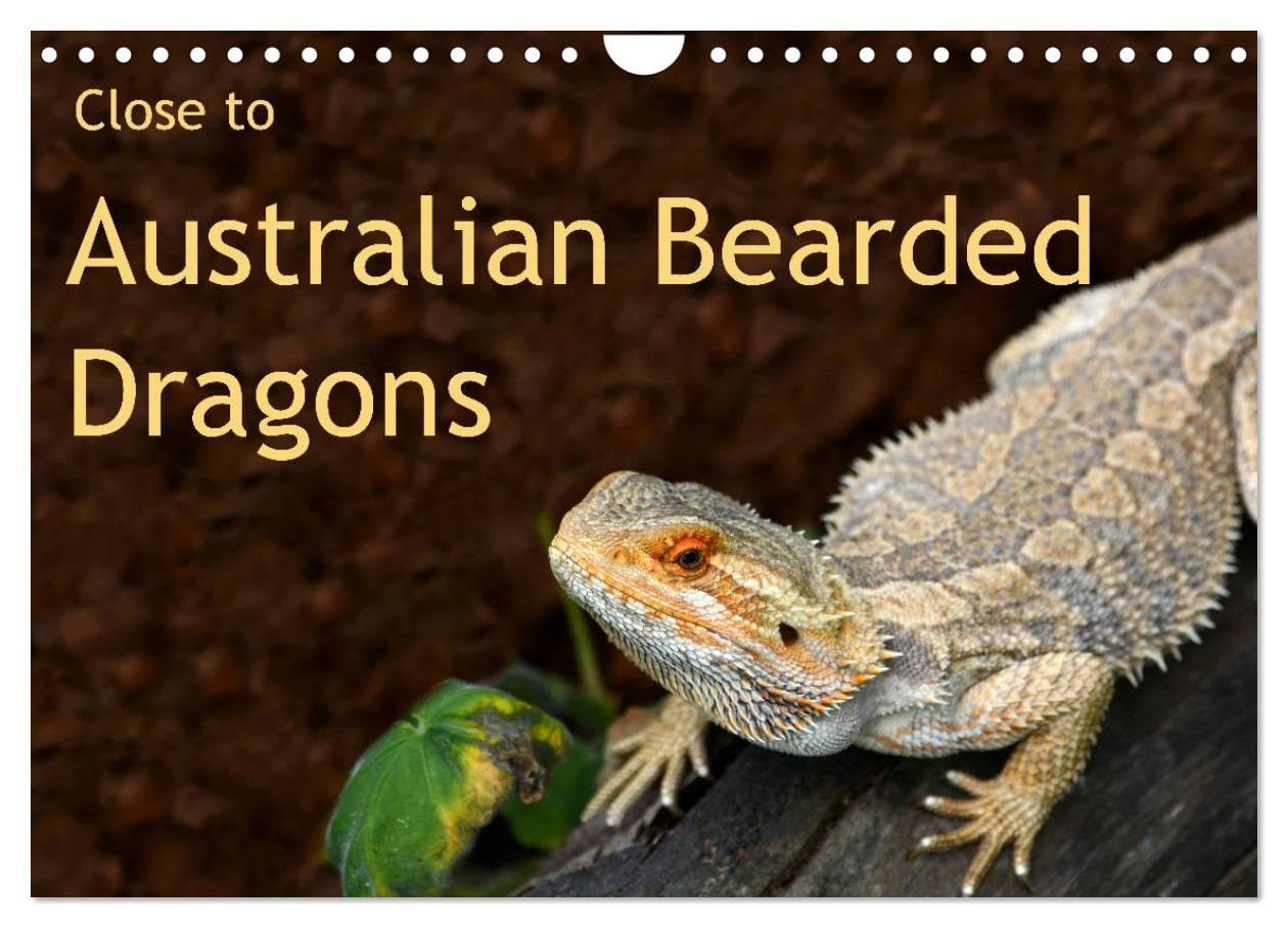Close to Australian Bearded Dragons (Wall Calendar 2026 DIN A4 landscape), CALVENDO 12 Month Wall Calendar: Fantastic close-up photography of ... Dragons. The big lizards with personalities. Natural Sciences