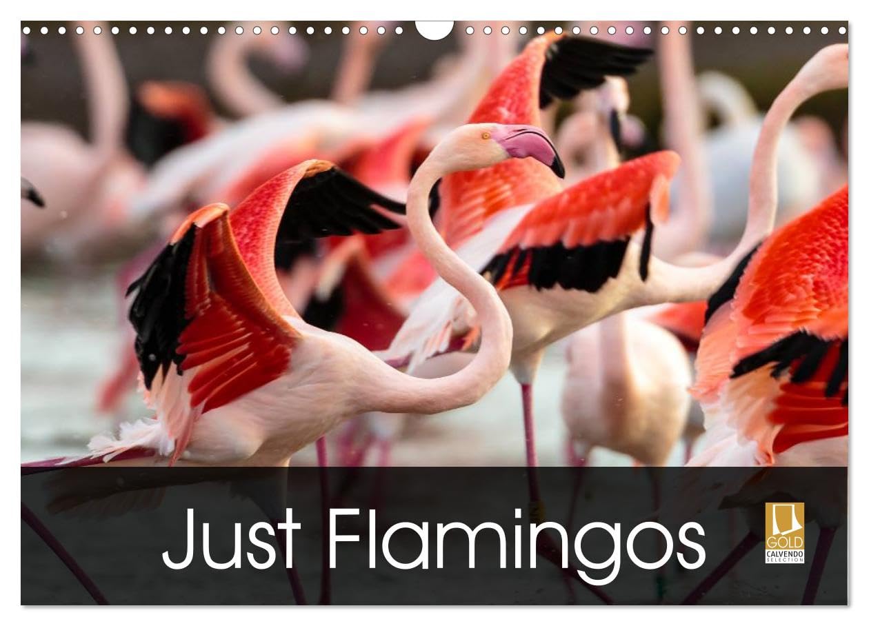 Just Flamingos (Wall Calendar 2026 DIN A3 landscape), CALVENDO 12 Month Wall Calendar: Flamingos - Beautiful and Colourful Waders Natural Sciences