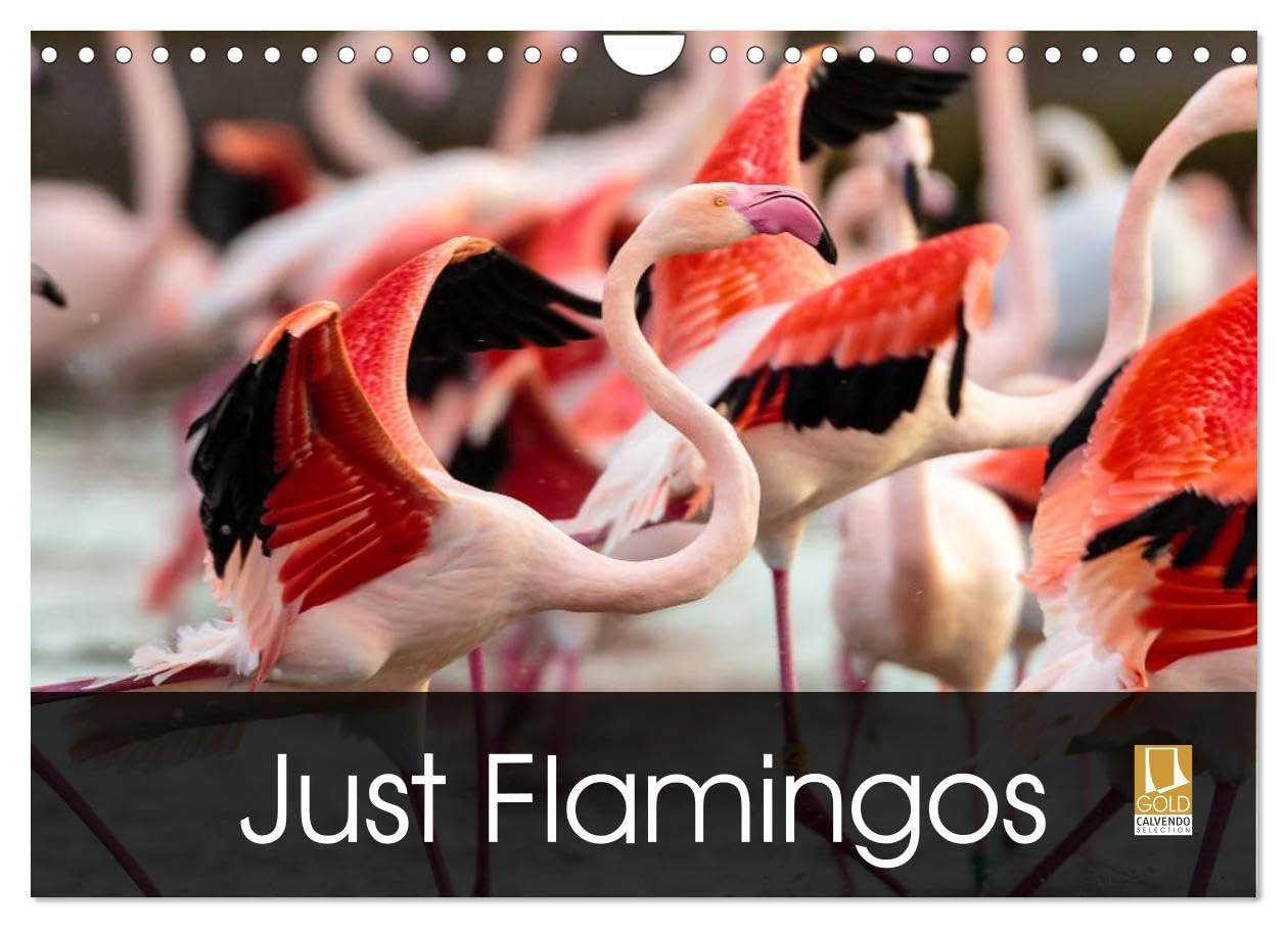 Just Flamingos (Wall Calendar 2026 DIN A4 landscape), CALVENDO 12 Month Wall Calendar: Flamingos - Beautiful and Colourful Waders Natural Sciences