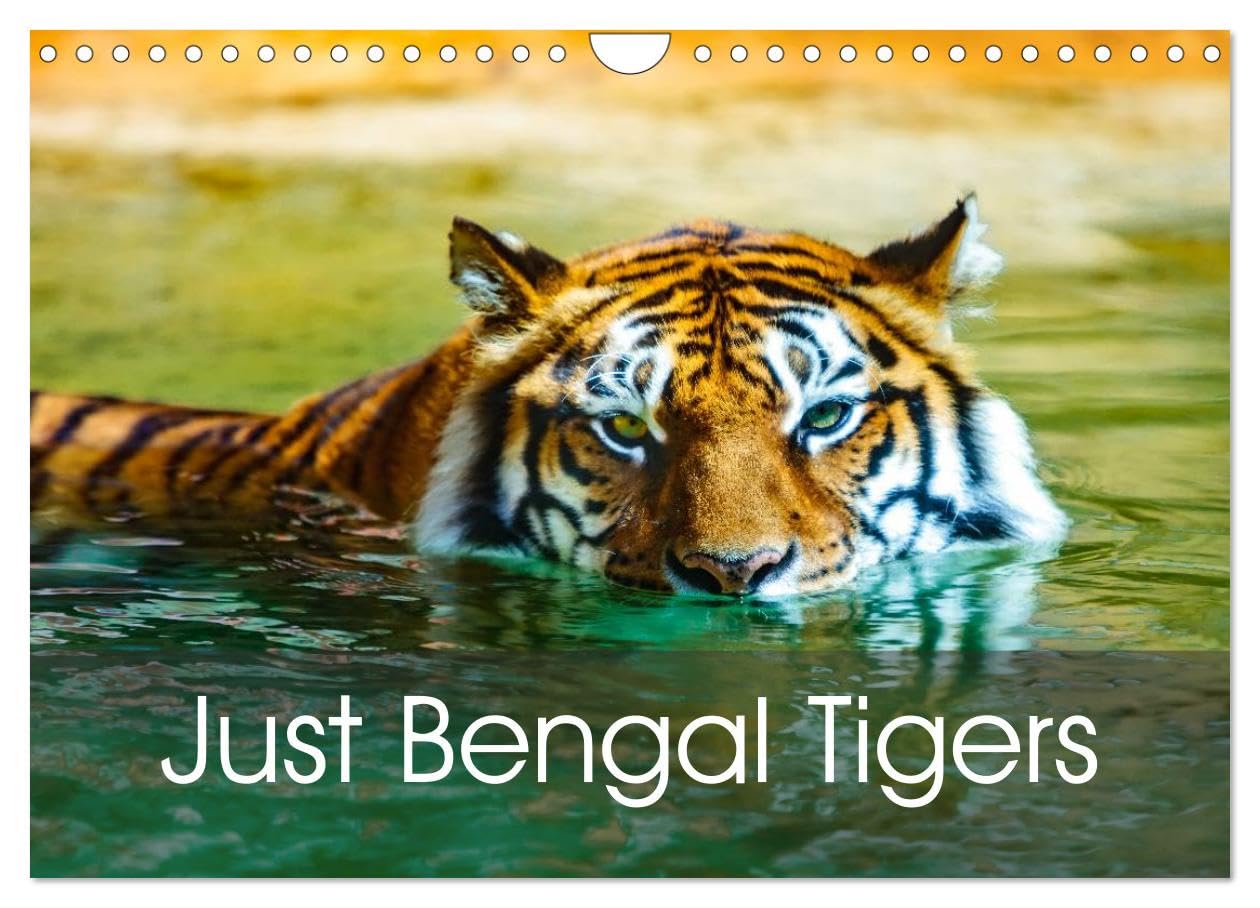 Just Bengal Tigers (Wall Calendar 2026 DIN A4 landscape), CALVENDO 12 Month Wall Calendar: Magical Bengal Tigers Both Yellow and White with Stripes Natural Sciences