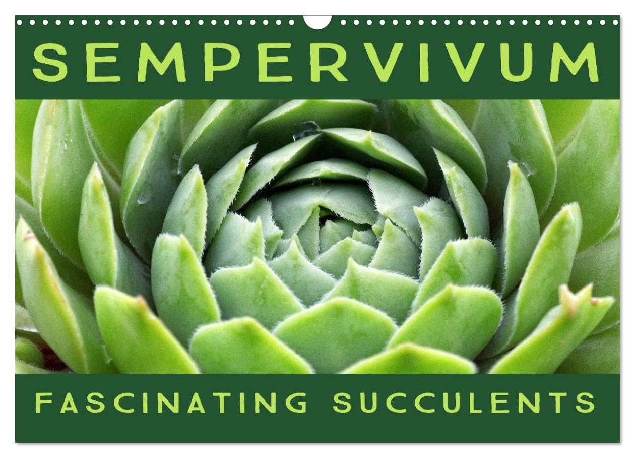 Sempervivum Fascinating Succulents (Wall Calendar 2026 DIN A3 landscape), CALVENDO 12 Month Wall Calendar: Sempervivum, 12 wonderful portraits of the fascinating succulents Leisure, Home & Garden