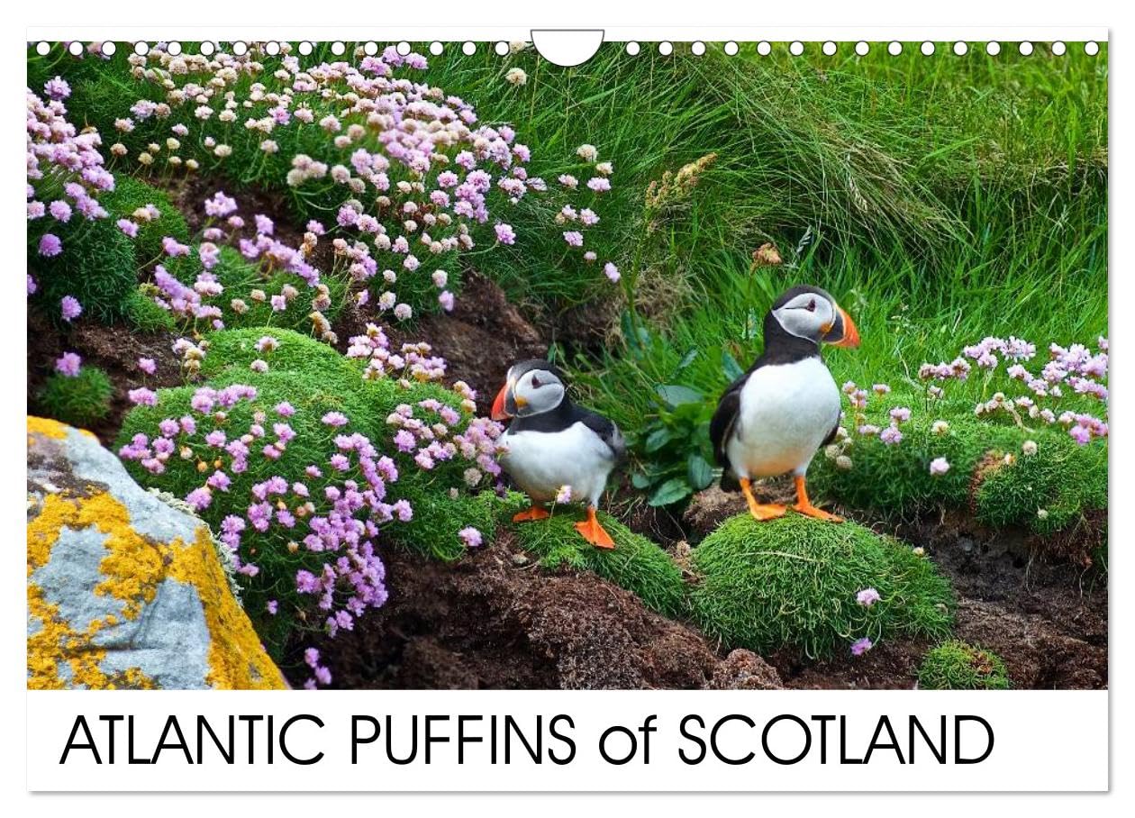 ATLANTIC PUFFINS OF SCOTLAND (Wall Calendar 2026 DIN A4 landscape), CALVENDO 12 Month Wall Calendar: Puffins Calendar Leisure, Home & Garden