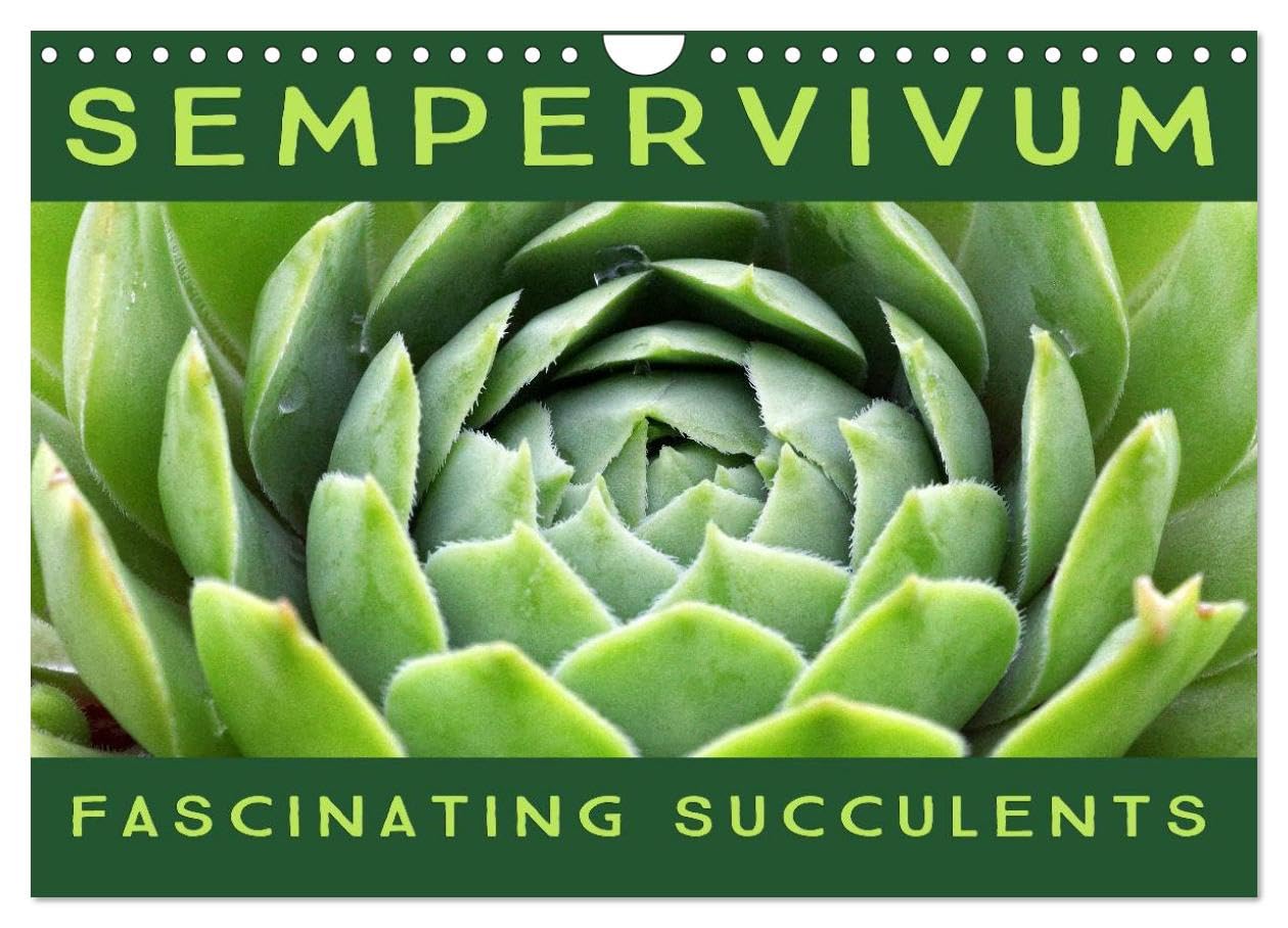 Sempervivum Fascinating Succulents (Wall Calendar 2026 DIN A4 landscape), CALVENDO 12 Month Wall Calendar: Sempervivum, 12 wonderful portraits of the fascinating succulents Leisure, Home & Garden