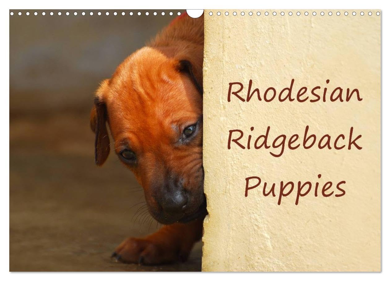 Rhodesian Ridgeback Puppies (Wall Calendar 2026 DIN A3 landscape), CALVENDO 12 Month Wall Calendar: A monthly calendar with photographs of Rhodesian Ridgeback puppies. Natural Sciences