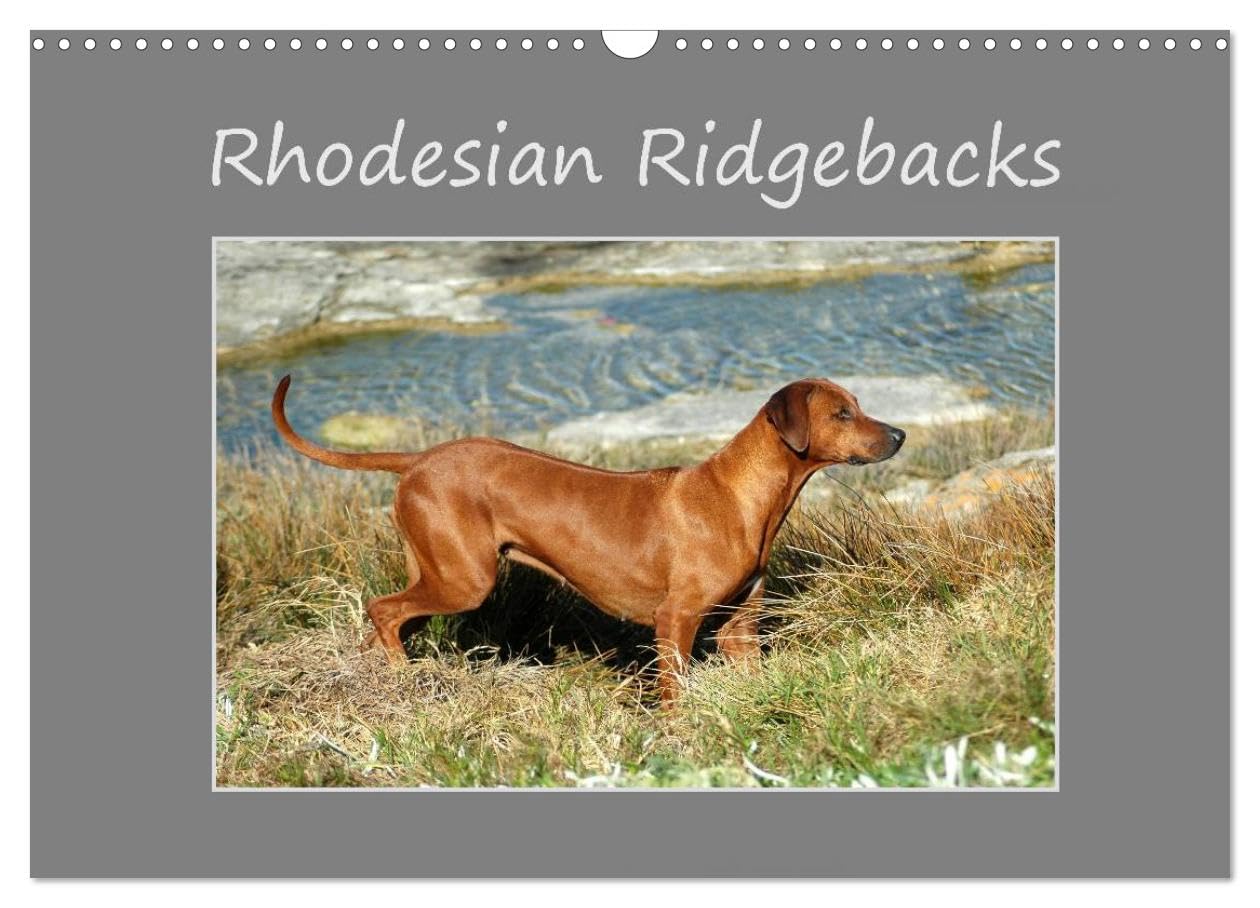 Rhodesian Ridgebacks (Wall Calendar 2026 DIN A3 landscape), CALVENDO 12 Month Wall Calendar: High-quality photo calendar of Rhodesian Ridgebacks in ... (www.germanpix.net) of the breed. Computer Science