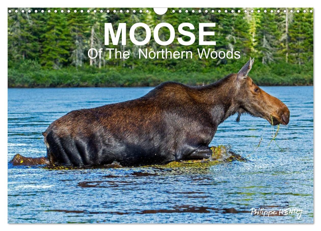 MOOSE Of The Northern Woods (Wall Calendar 2026 DIN A3 landscape), CALVENDO 12 Month Wall Calendar: Let's follow the moose of Quebec northern woods. ... presents 13 photos of this silent giant. Natural Sciences