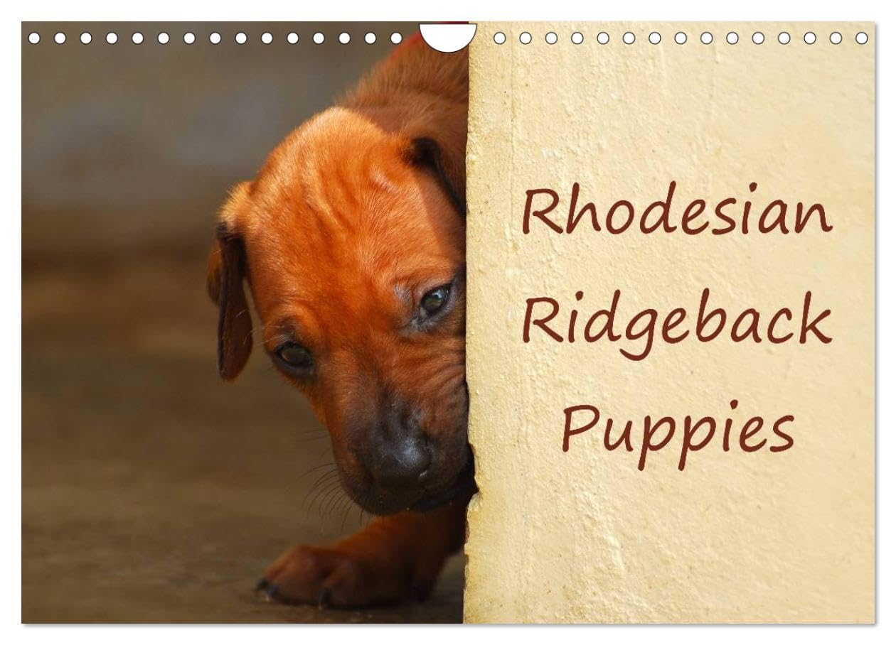 Rhodesian Ridgeback Puppies (Wall Calendar 2026 DIN A4 landscape), CALVENDO 12 Month Wall Calendar: A monthly calendar with photographs of Rhodesian Ridgeback puppies. Natural Sciences