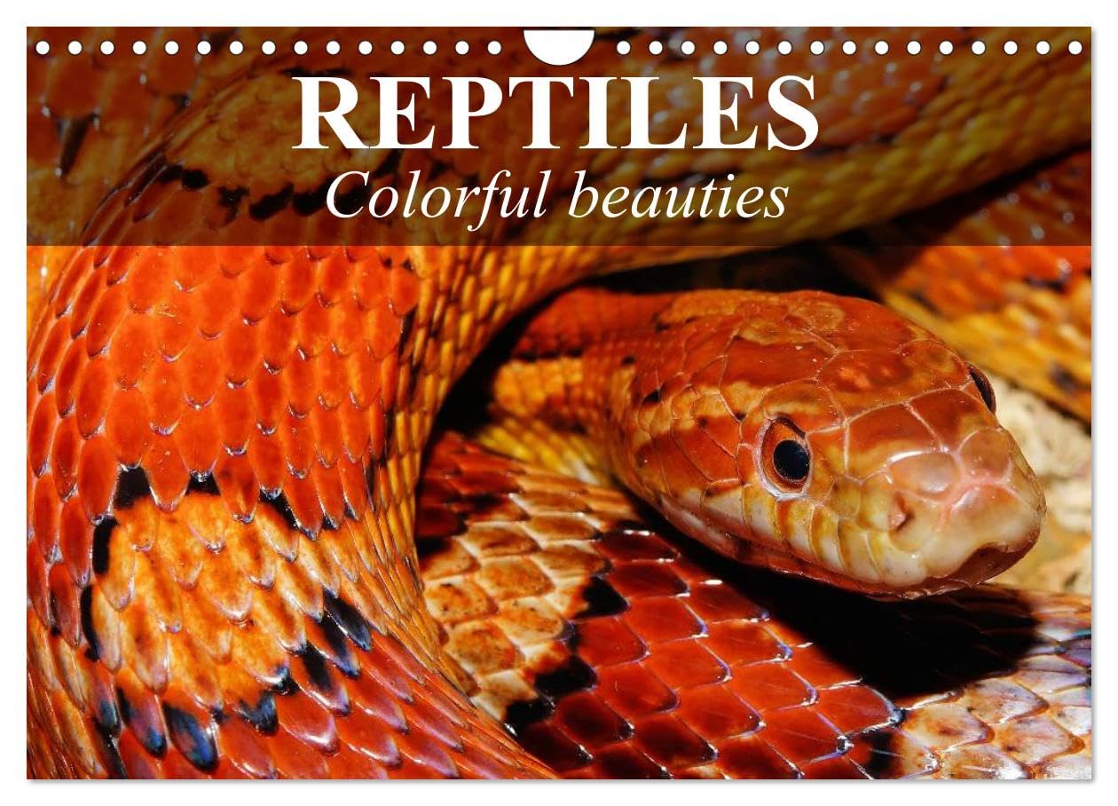 Reptiles Colorful beauties (Wall Calendar 2026 DIN A4 landscape), CALVENDO 12 Month Wall Calendar: Cold-blooded beauties Business & Technology