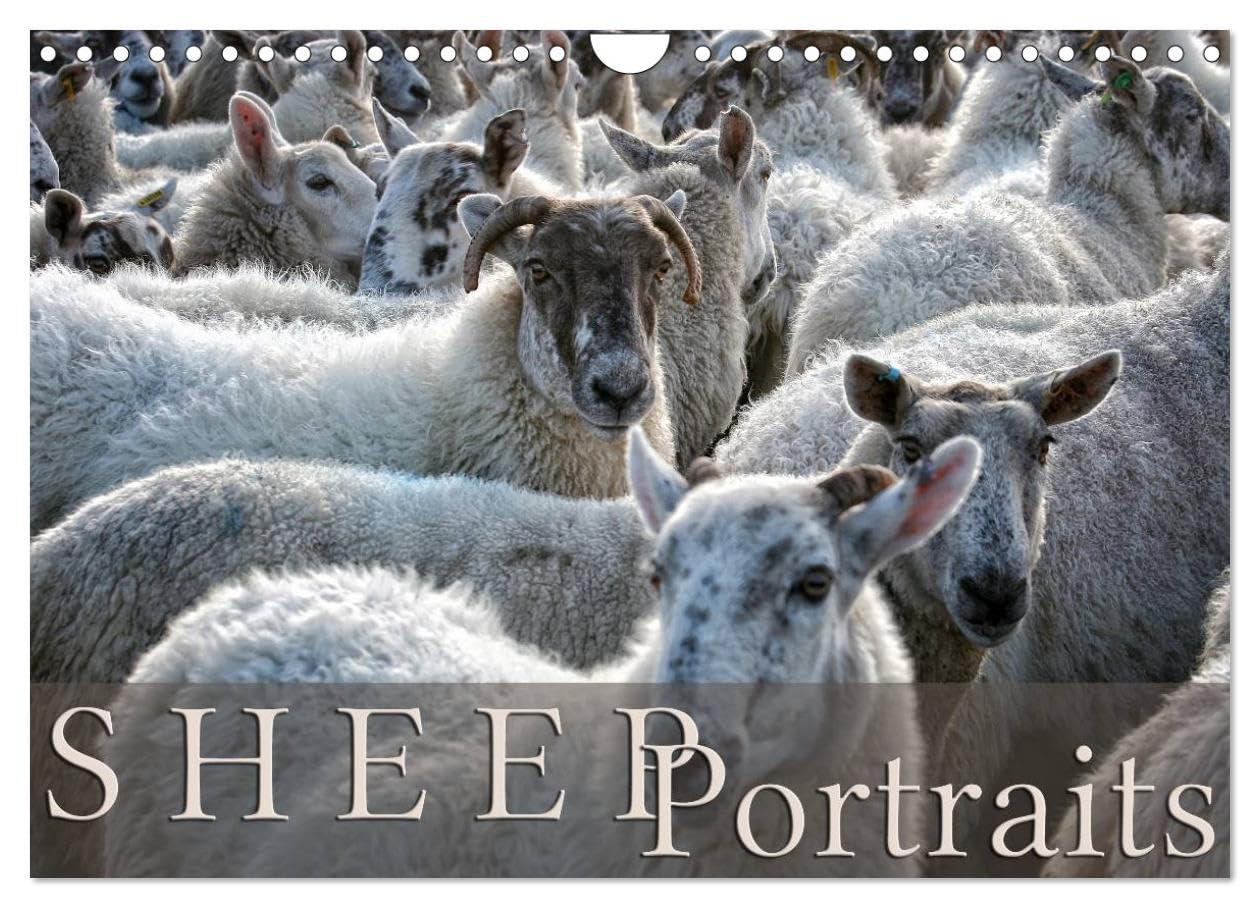 Sheep Portraits (Wall Calendar 2026 DIN A4 landscape), CALVENDO 12 Month Wall Calendar: Discover 12 beautiful portraits of sheep in the countryside Natural Sciences
