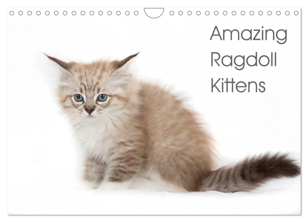 Amazing Ragdoll Kittens (Wall Calendar 2026 DIN A4 landscape), CALVENDO 12 Month Wall Calendar: beautyfull little ragdoll Kittens Natural Sciences