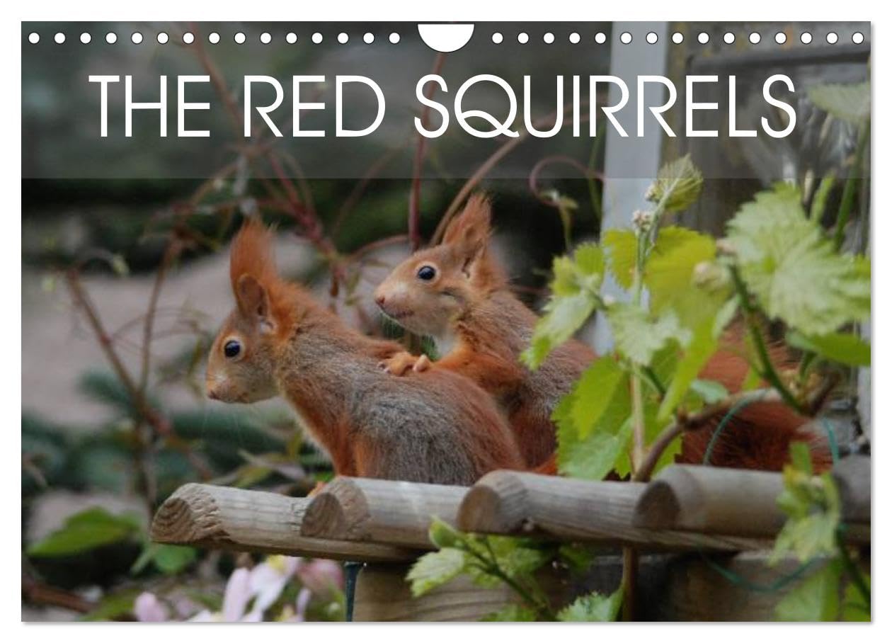The red squirrels (Wall Calendar 2026 DIN A4 landscape), CALVENDO 12 Month Wall Calendar: About the life of a German red squirrel family. Natural Sciences